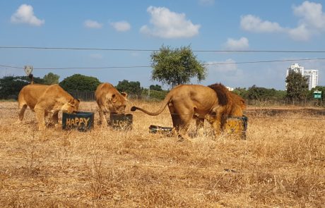 מלך (לא רק) ליום אחד: היום הוא יום האריה הבינלאומי