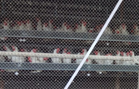 איך אומרים ביצים ברומנית? משרד החקלאות אישר ייבוא ביצים מיעד נוסף