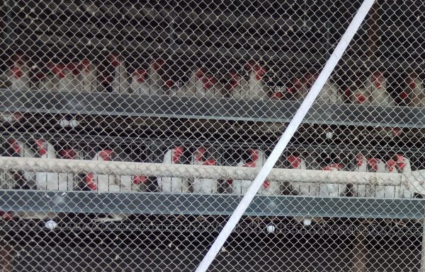 איך אומרים ביצים ברומנית? משרד החקלאות אישר ייבוא ביצים מיעד נוסף