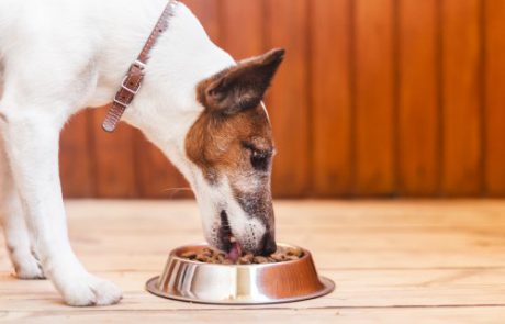 אקאנה – אוכל לכלבים שאוהבים