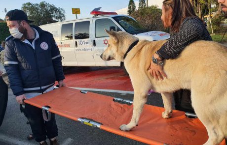 כלב אקיטה יפני נפגע ממכונית – ופינה את עצמו לתחנת מד"א