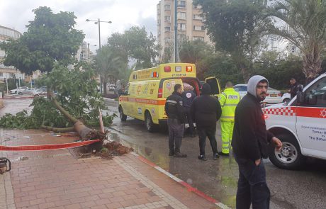 הסערה "כרמל": עץ קרס על אדם בנתניה – מצבו קשה