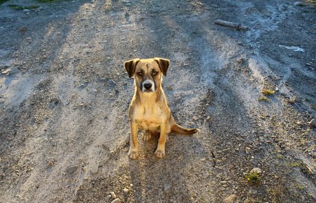 אל תשאירו אותם ברחוב: הזמן הנכון לאימוץ כלבים