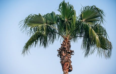 נא להכיר – תמר צפריר