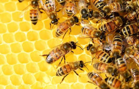 על הדבש ועל העוקץ: טיפים יעילים כנגד עקיצת דבורה