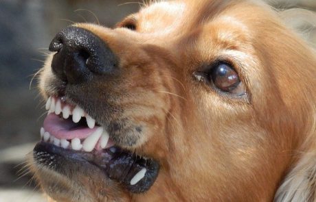 כלב אסור, כלב מותר: מה החוק הקובע לגבי כלבים מסוכנים וכיצד נתגונן