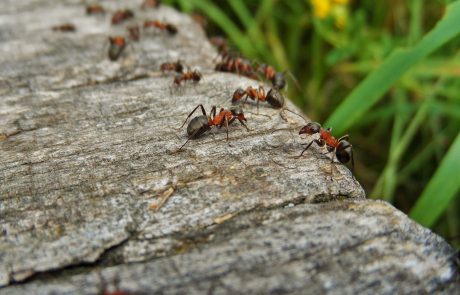 איך להיפטר מנמלים בבית?