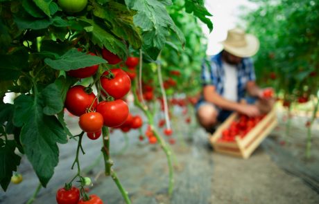 בעקבות המלחמה: זה המהלך היקר של המדינה שנועד למנוע מחסור בעגבניות
