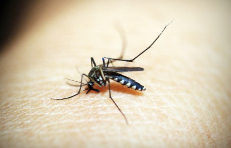 שלא יעקצו אתכם: 7 טיפים להימנע מעציקות יתוש