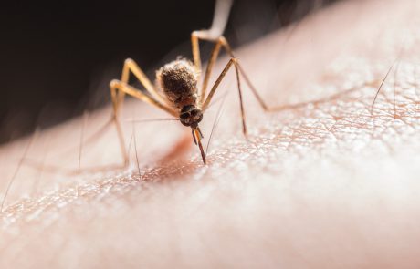 זהירות- יתושים נגועים בקדחת מערב הנילוס נצפו בהרצליה ובגלבוע